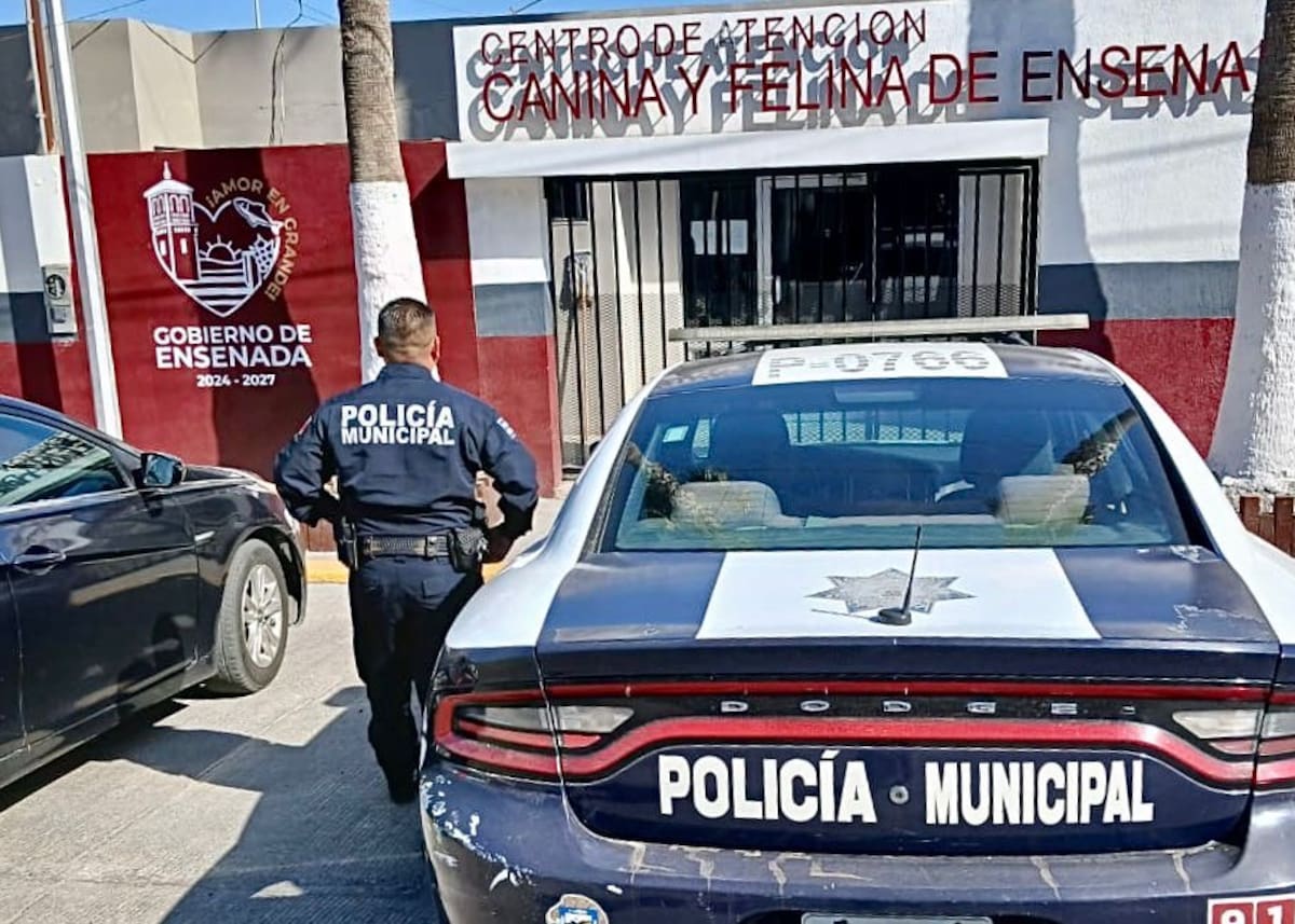 Al arribo de las autoridades localizaron a cuatro cachorros de raza criolla, quienes se encontraban sin resguardo ni supervisión. Foto: Cortesía