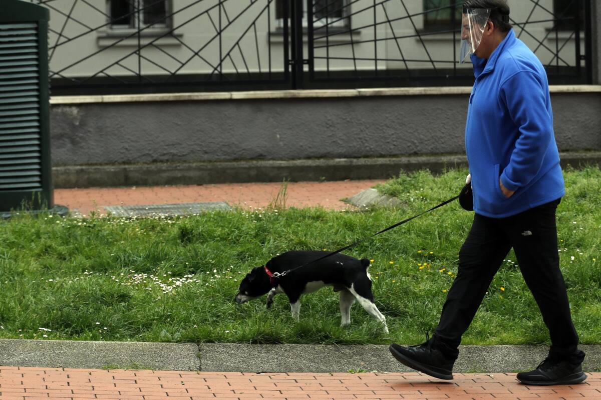 Ciudad italiana descontará impuestos a personas que adopten perritos