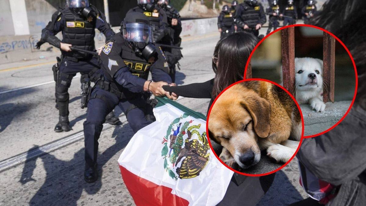 Cuando una familia es deportada los perritos también sufren: mascotas abandonados son las víctimas colaterales olvidadas tras las redadas migratorias en EEUU