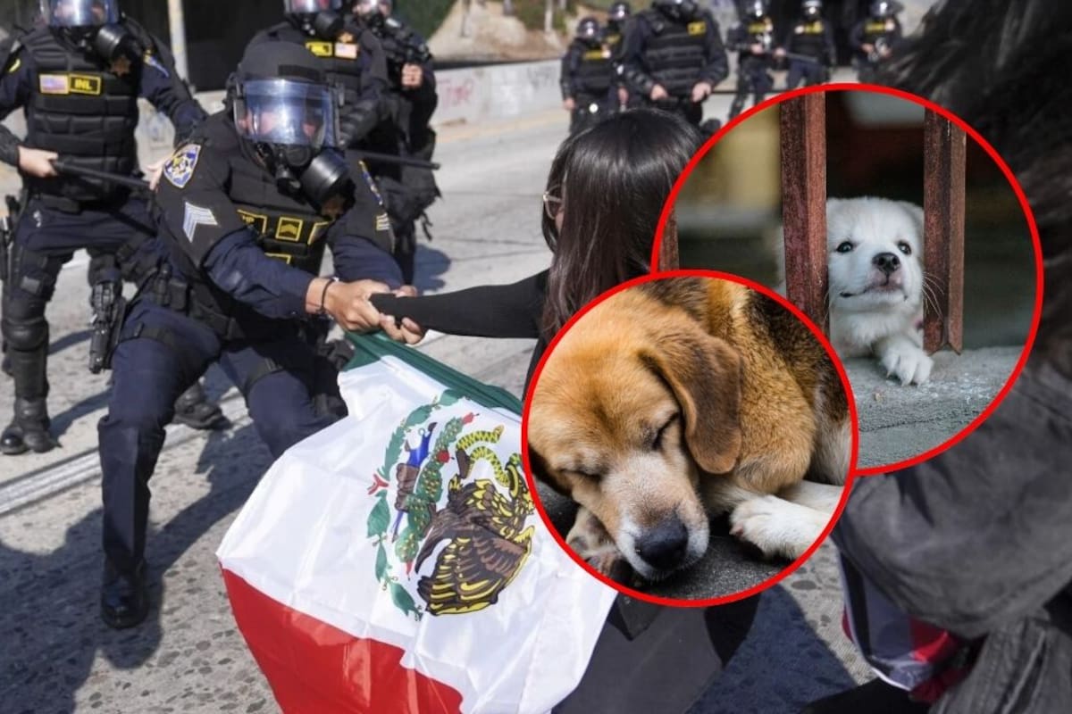 Cuando una familia es deportada los perritos también sufren: mascotas abandonados son las víctimas colaterales olvidadas tras las redadas migratorias en EEUU