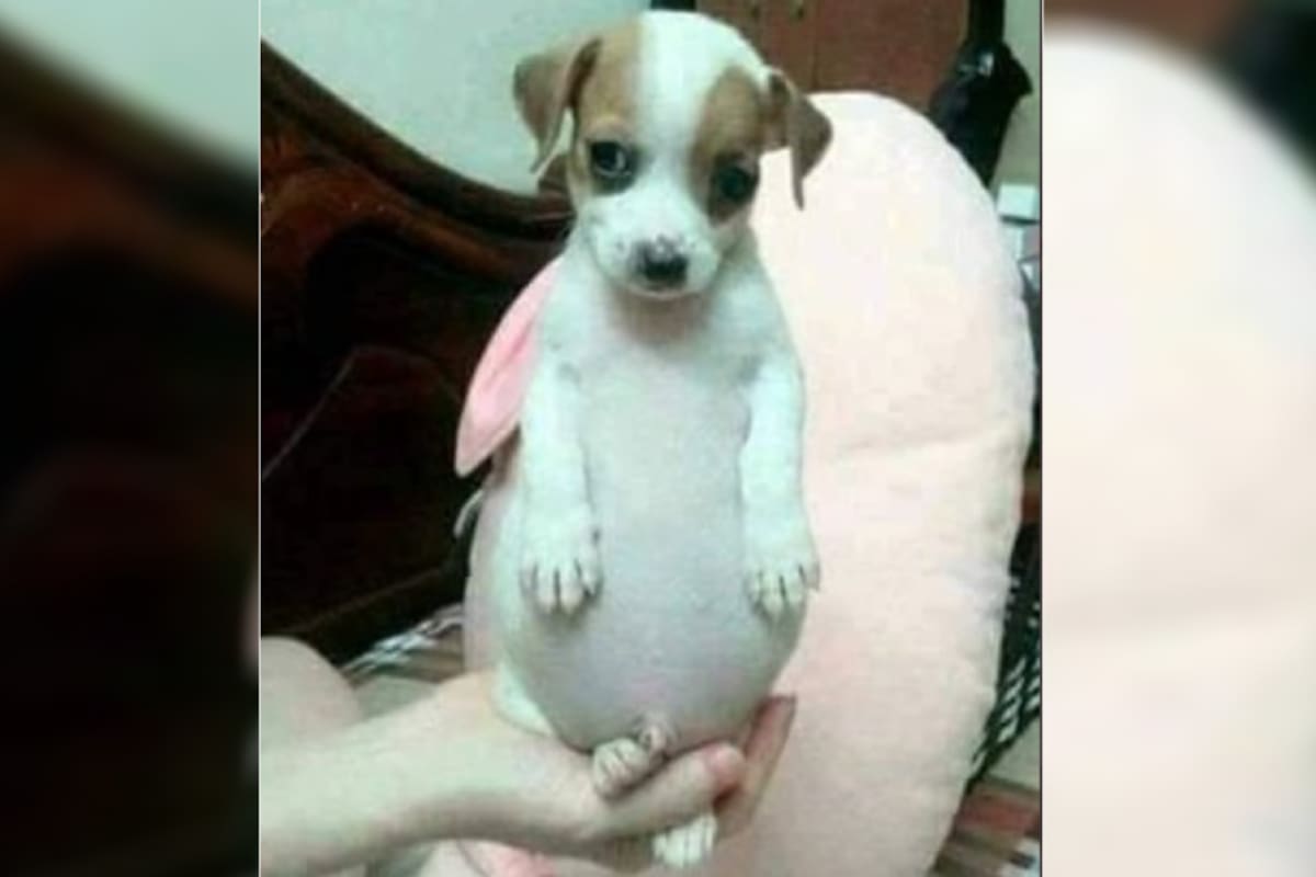 ¡Todo chiquito, todo panzón! El perrito que enamoró a los internautas