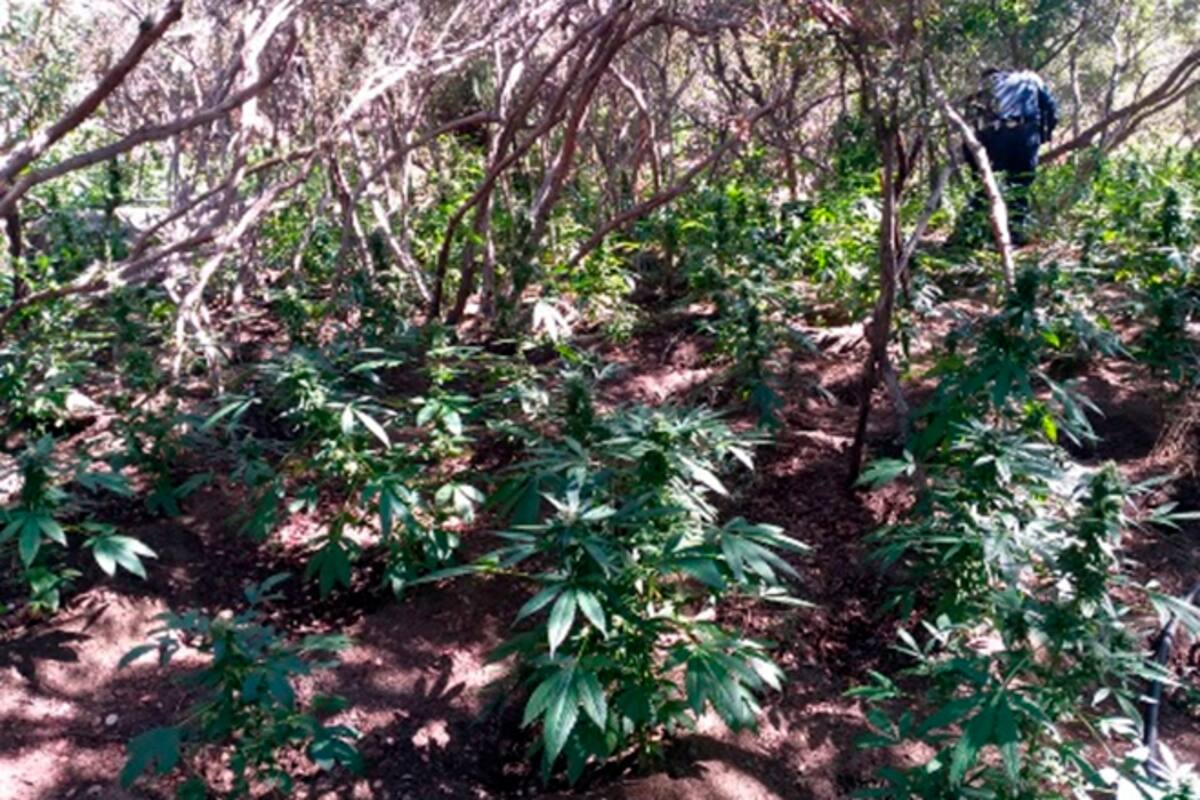 Localizan 5 plantíos de mariguana en Tecate