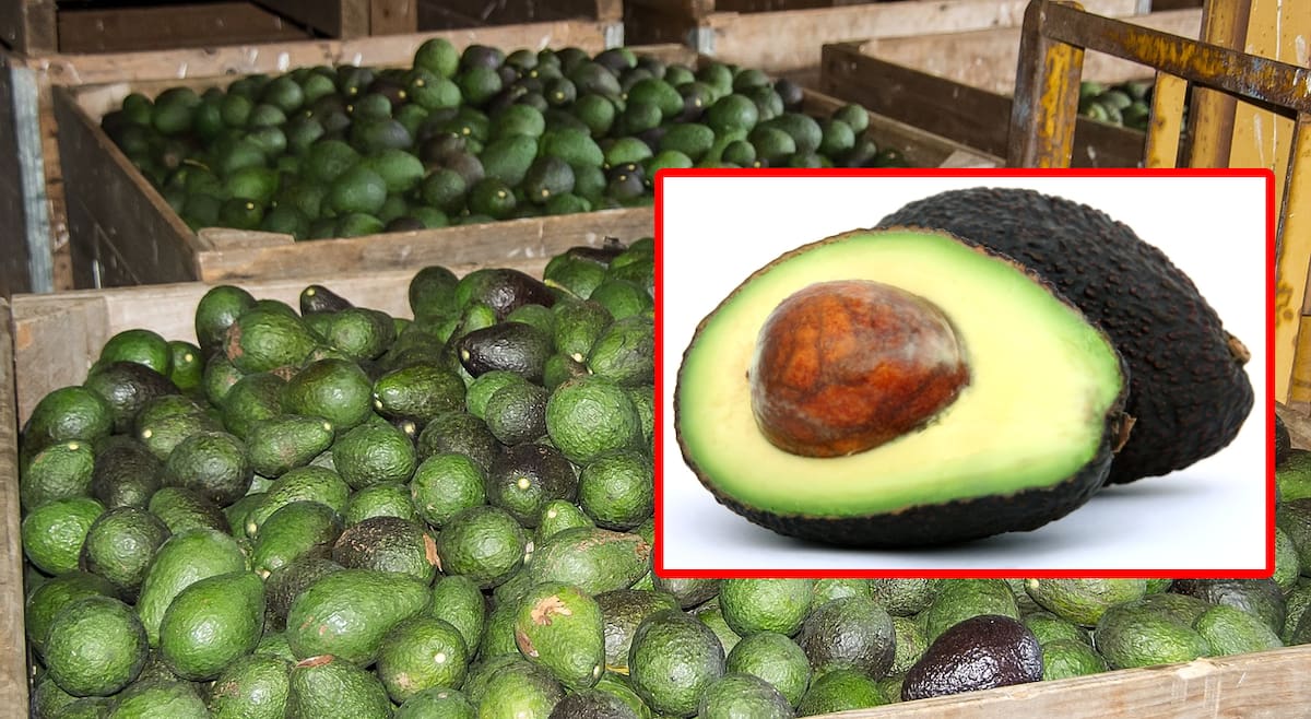 El aguacate es una fruta de alta demanda en Estados Unidos, que depende principalmente de las importaciones de México, especialmente de Michoacán.