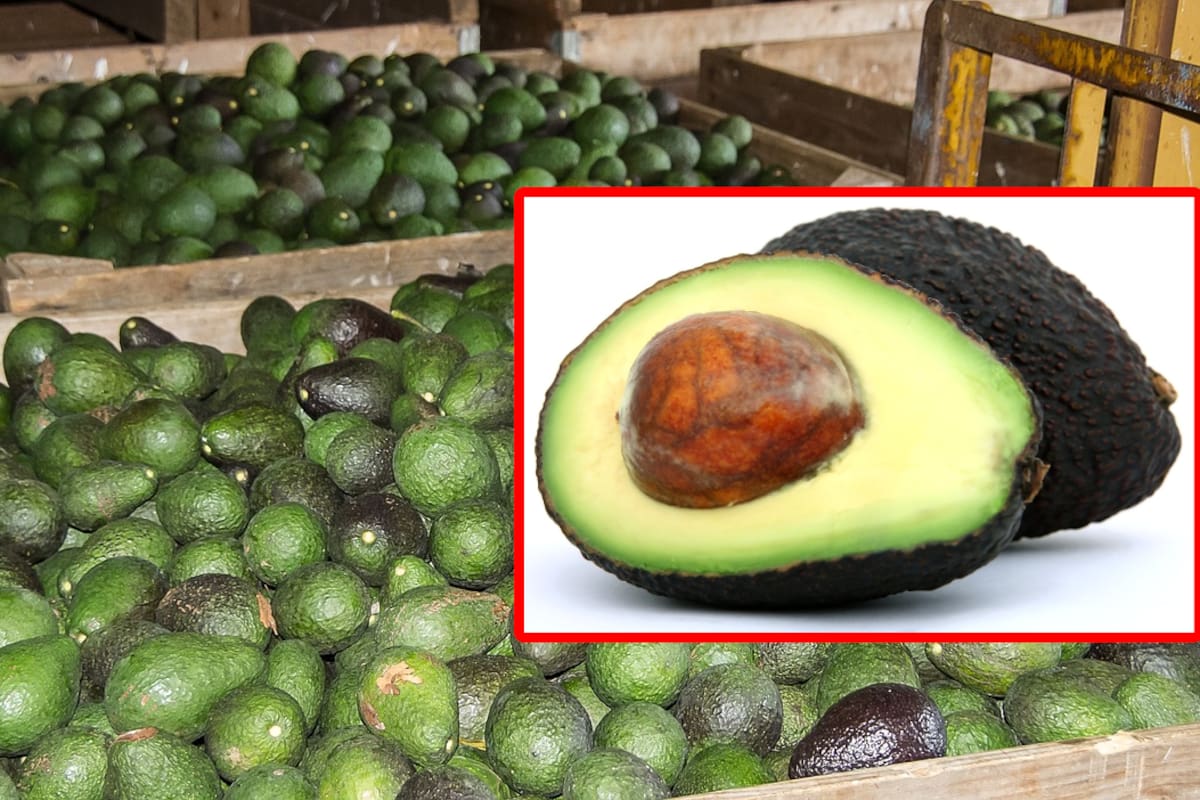 El precio del aguacate podría subir en EU si Donald Trump impone aranceles a productos importados de México