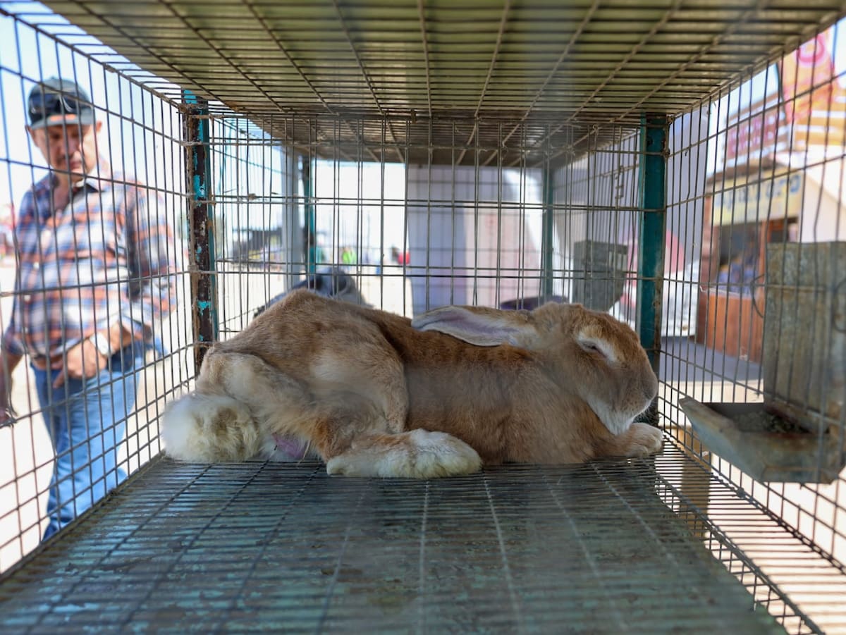 Desde una idea cuestionada a un pedacito de fauna que te puedes llevar en la Agrobaja, un joven productor encontró en los conejos una forma distinta de emprender . Foto: Juan Morales