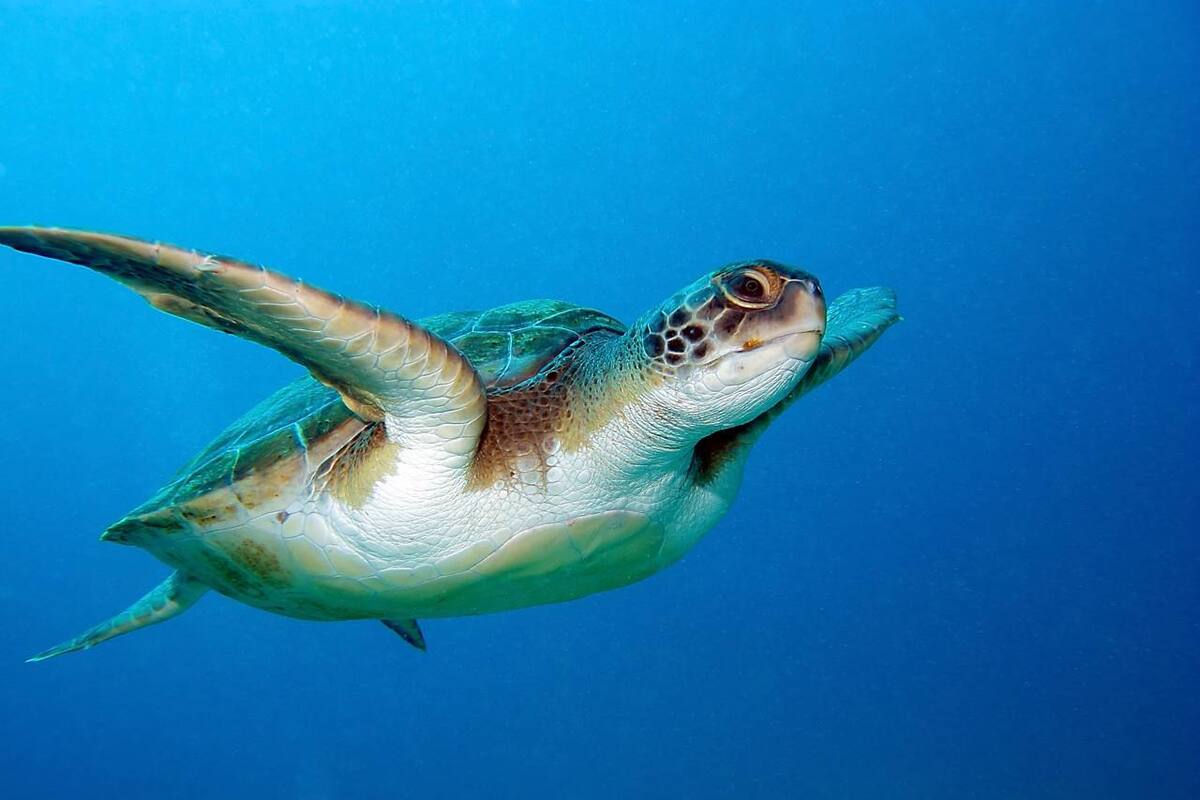 Día mundial de la tortuga: 5 datos que no conocías de las tortugas marinas