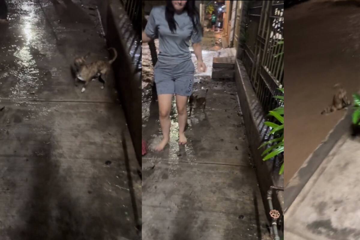 VIDEO | ¡Perrito estuvo a punto de ahogarse al darse un chapuzón en una calle inundada!