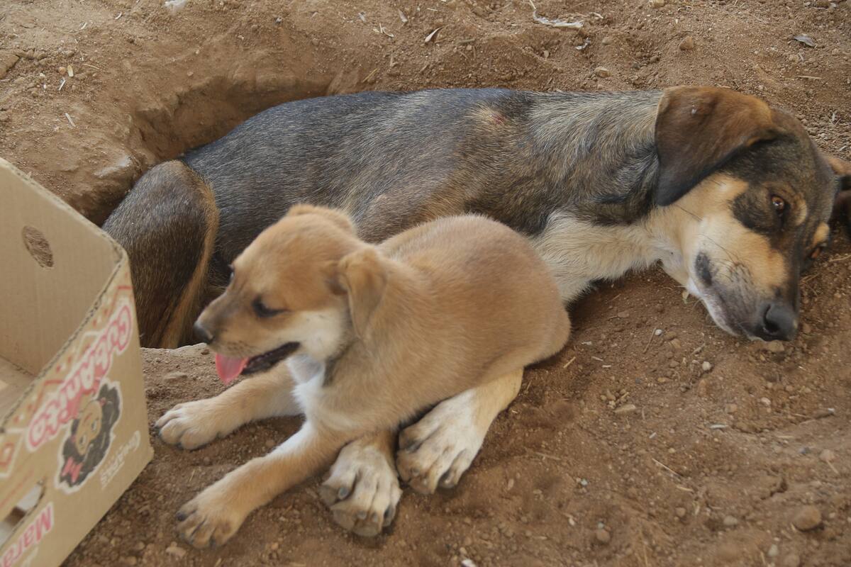 Matan a 30 perros y gatos al mes