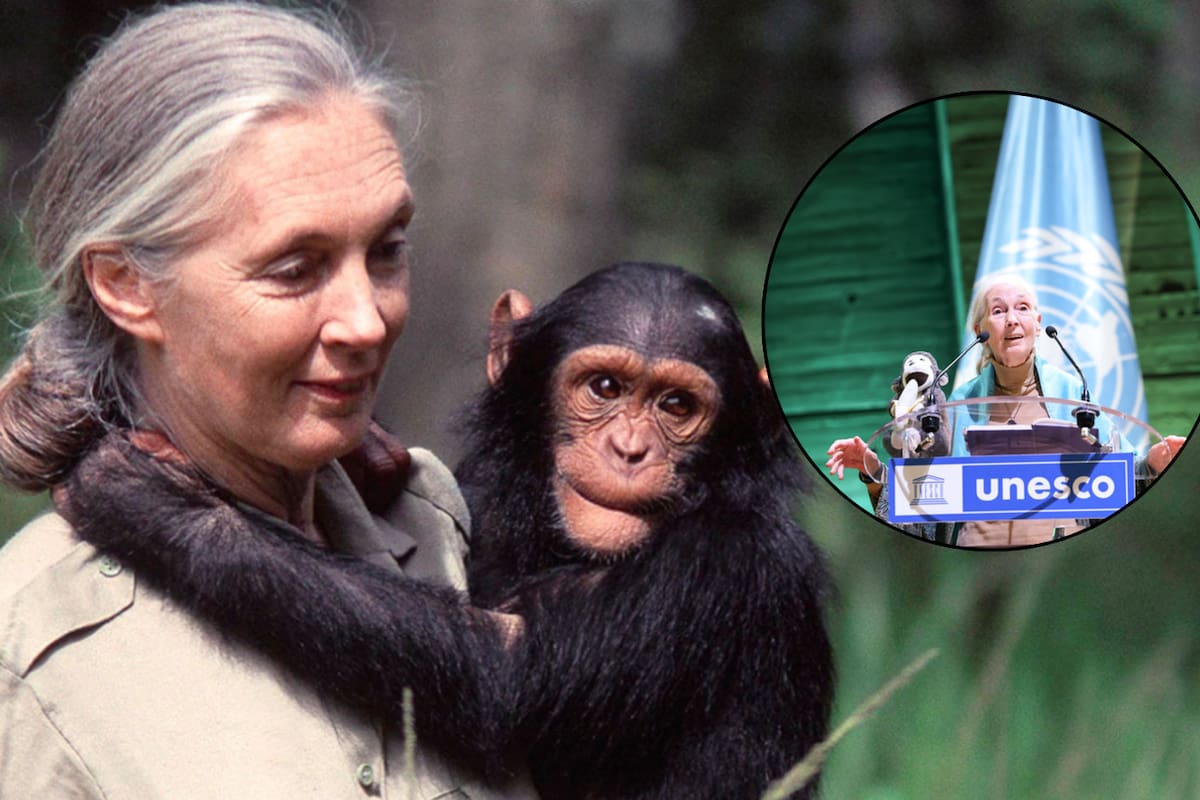 Fallece Jane Goodall, la científica que cambió la forma de cuidar y entender a los chimpancés