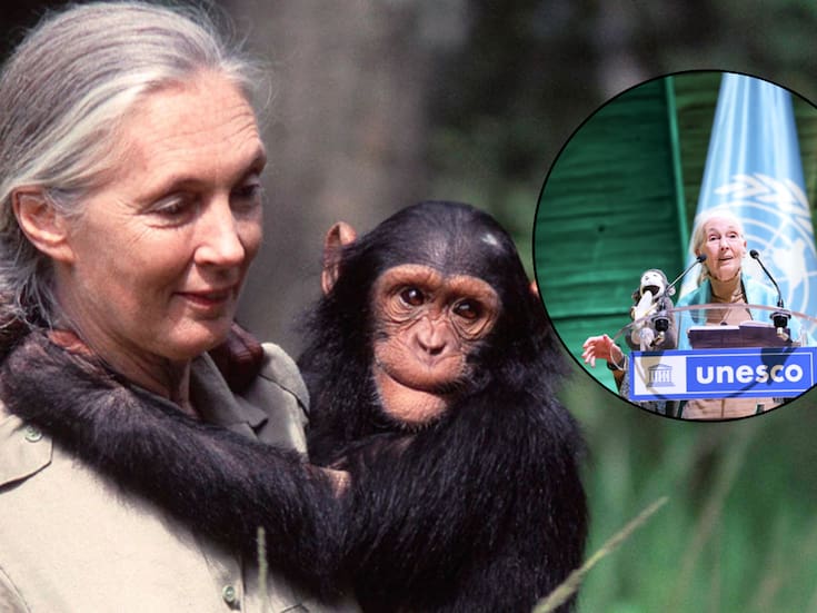 Fallece Jane Goodall, la científica que cambió la forma de cuidar y entender a los chimpancés