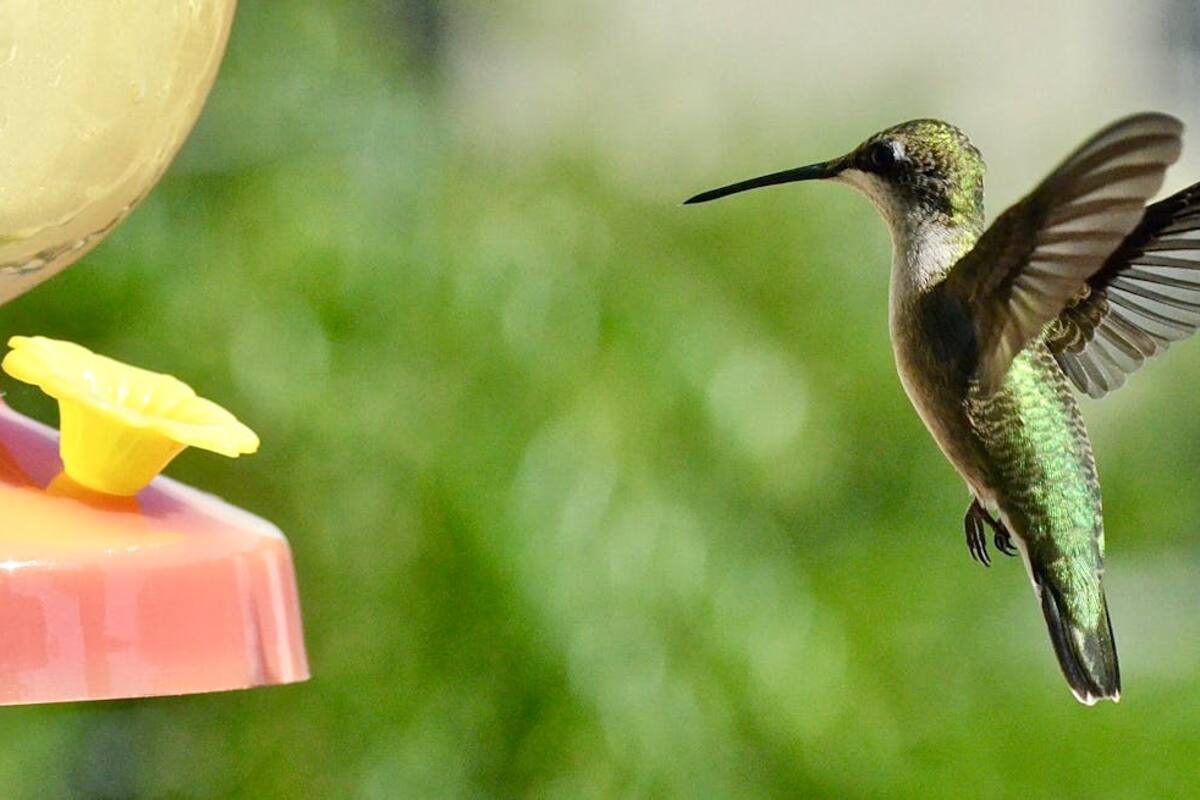 ¿Beneficia o perjudica darles agua con azúcar a los colibríes? Expertos lo explican