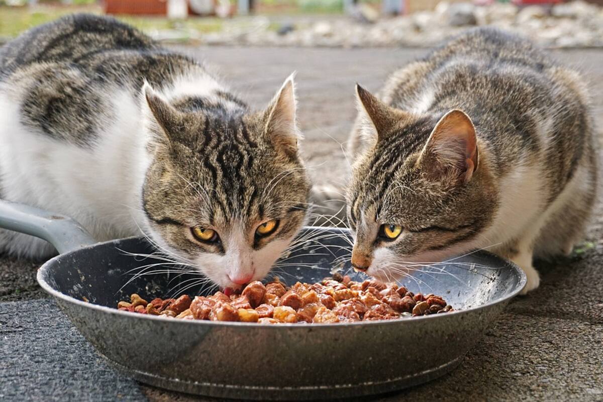Pagan multas de tránsito con comida para gatos
