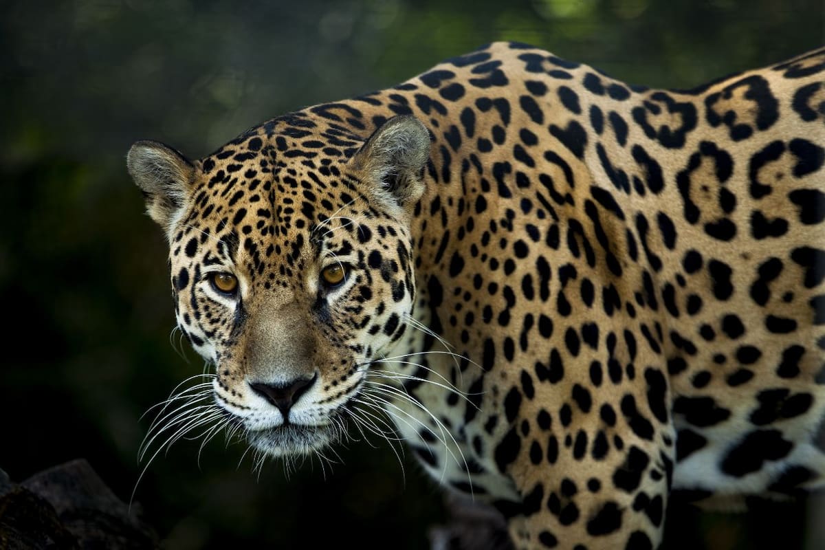 El jaguar mexicano alcanza los 5,326 ejemplares: Un éxito de conservación que no baja la guardia