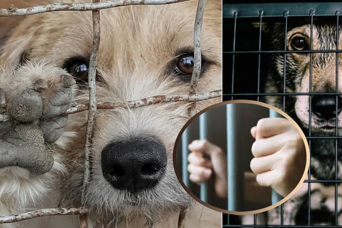 Proponen hasta 3 años de cárcel por secuestro de mascotas