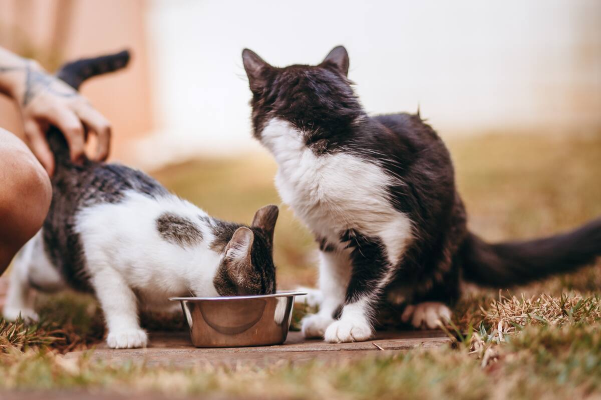 Alerta por gripe aviar: Gatos mueren tras consumir leche cruda contaminada