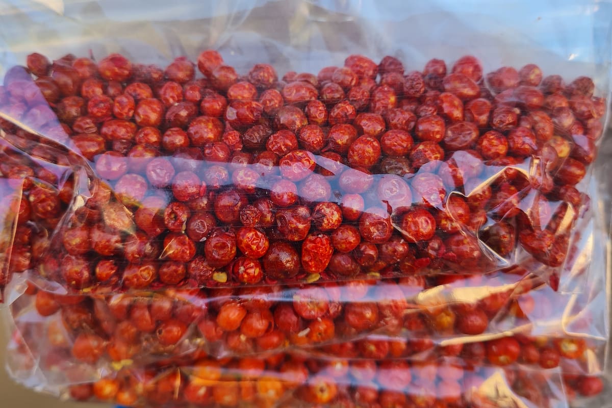 ¿Qué es el Chiltepín pintado y por qué abundará más este 2025 en Sonora?