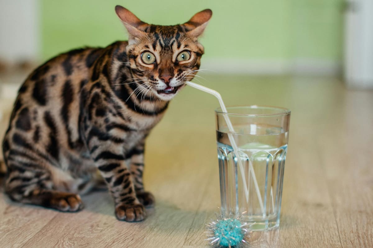 Beber agua en exceso durante las comidas puede afectar tu digestión, explica experta