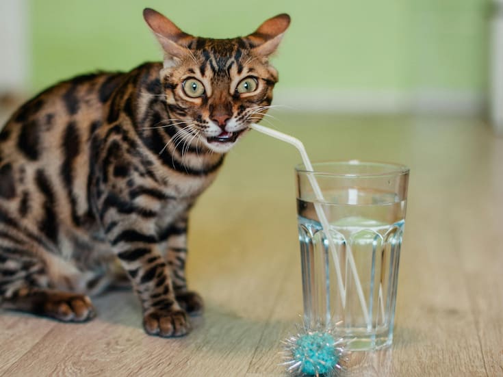 Beber agua en exceso durante las comidas puede afectar tu digestión, explica experta