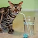 Beber agua en exceso durante las comidas puede afectar tu digestión, explica experta