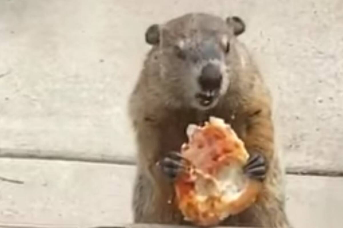 Graba a marmota comiendo pizza y 'troleando' a unos perros