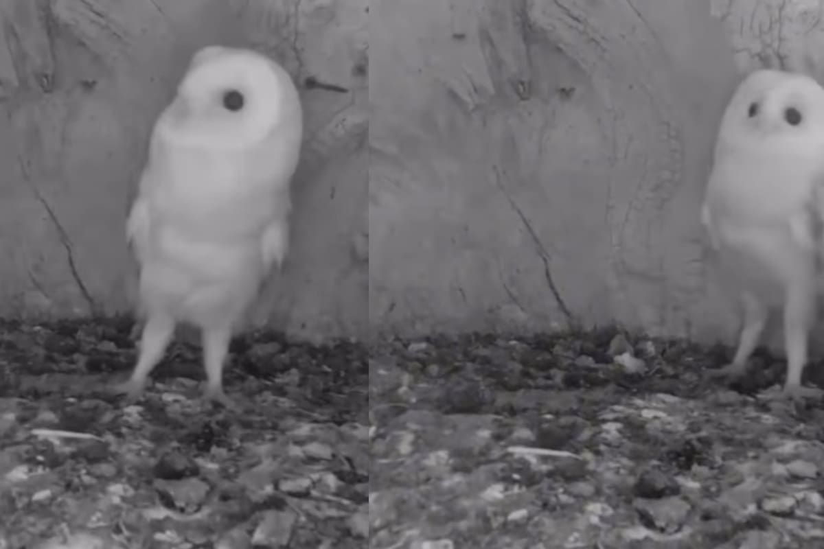 ADORABLE: Lechuza bebé se asusta al oír el estruendo de un trueno por primera vez