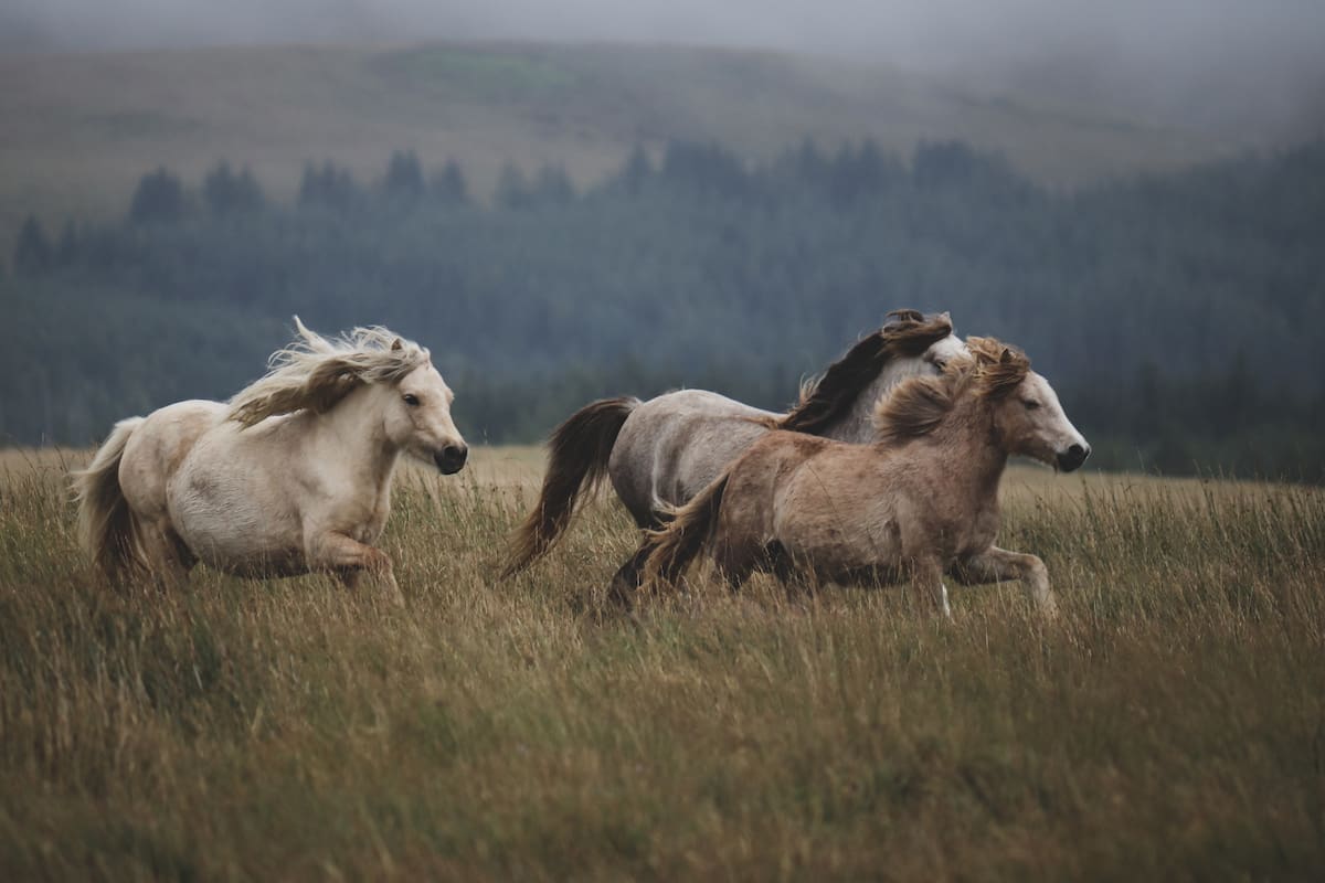 Qué cambia en el cerebro de los potrillos que permanecen más tiempo con su madre