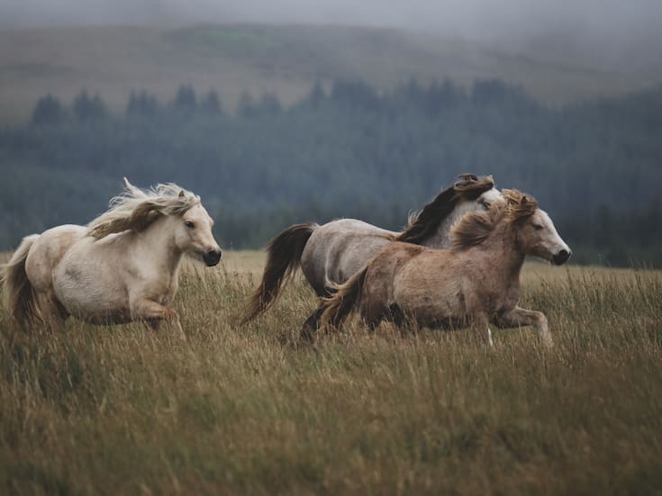 Qué cambia en el cerebro de los potrillos que permanecen más tiempo con su madre