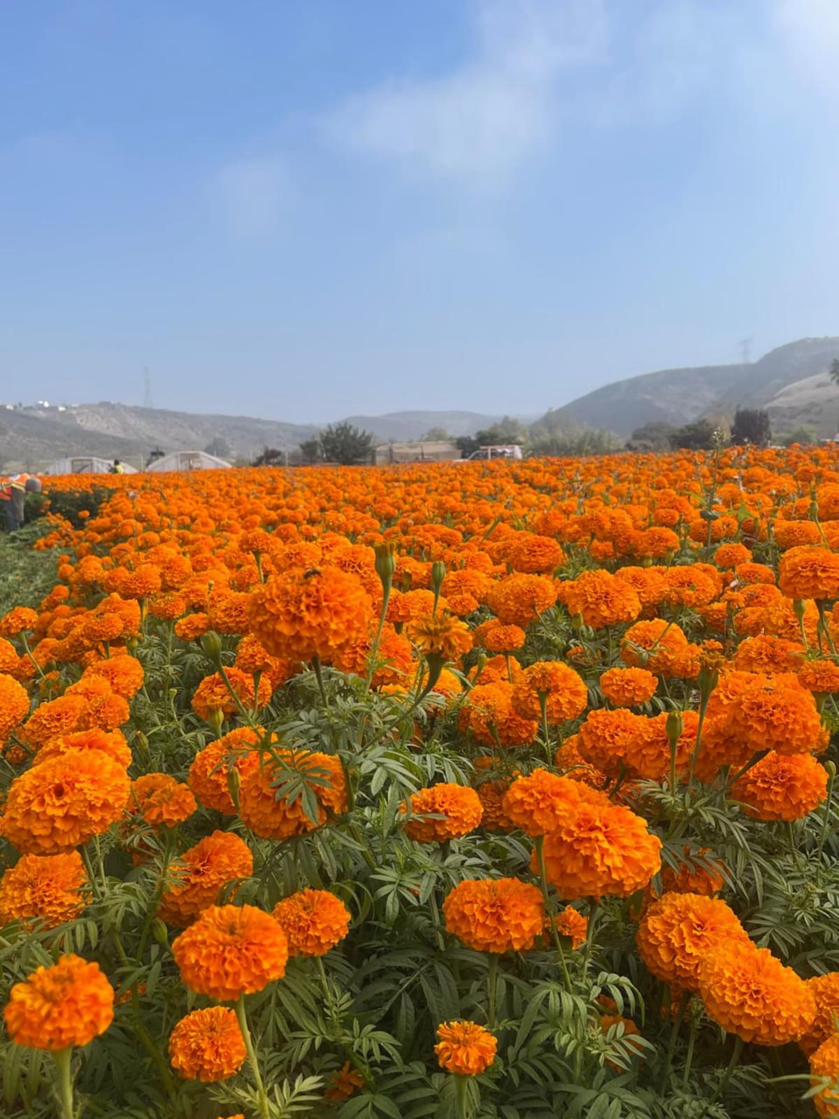 Este año se sembraron en Rancho El Carrizo 10 mil matas de flores de cempasúchil y prevé que en el 2027 se aumente otras 2 mil. Foto: Carmen Gutiérrez