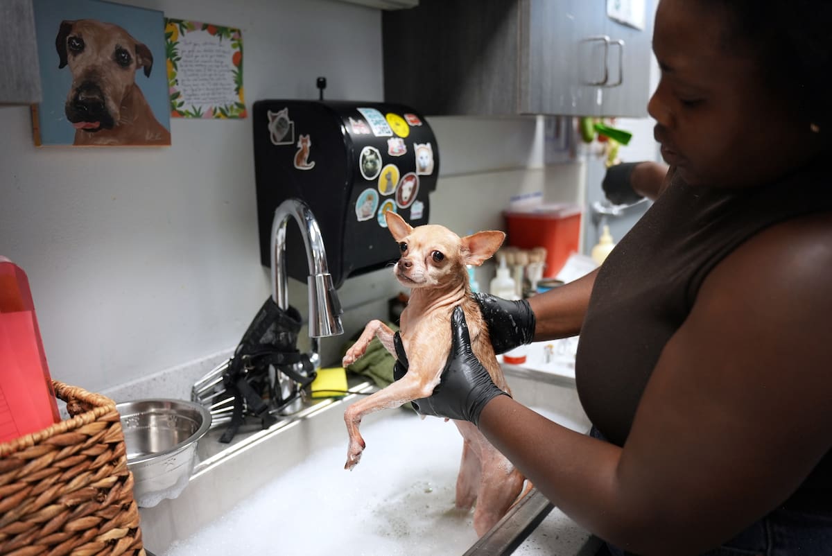La Sociedad Protectora de Animales recibió 103 perros en un solo día, entre ellos 23 chihuahuas rescatados tras el desalojo de su dueño. Foto: Cortesía.