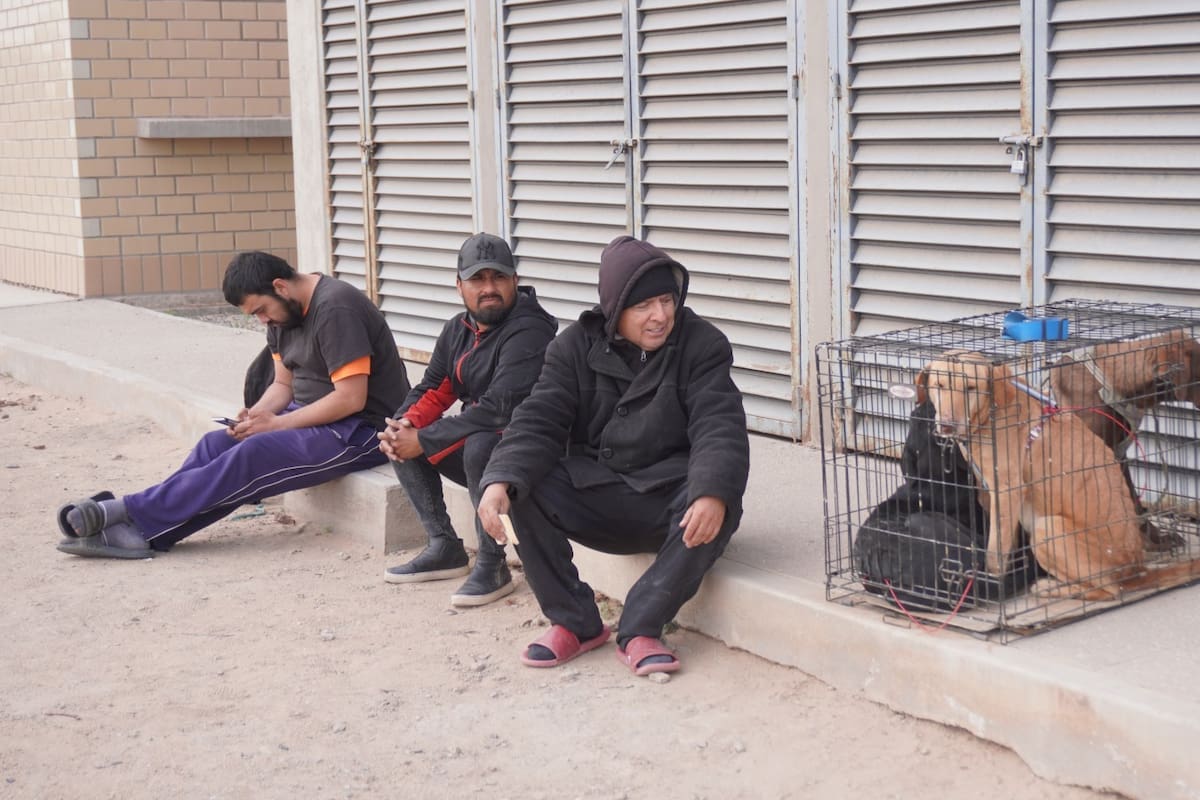 Esterilizar sin costo: la campaña que ayuda a mascotas y bolsillos en SLRC