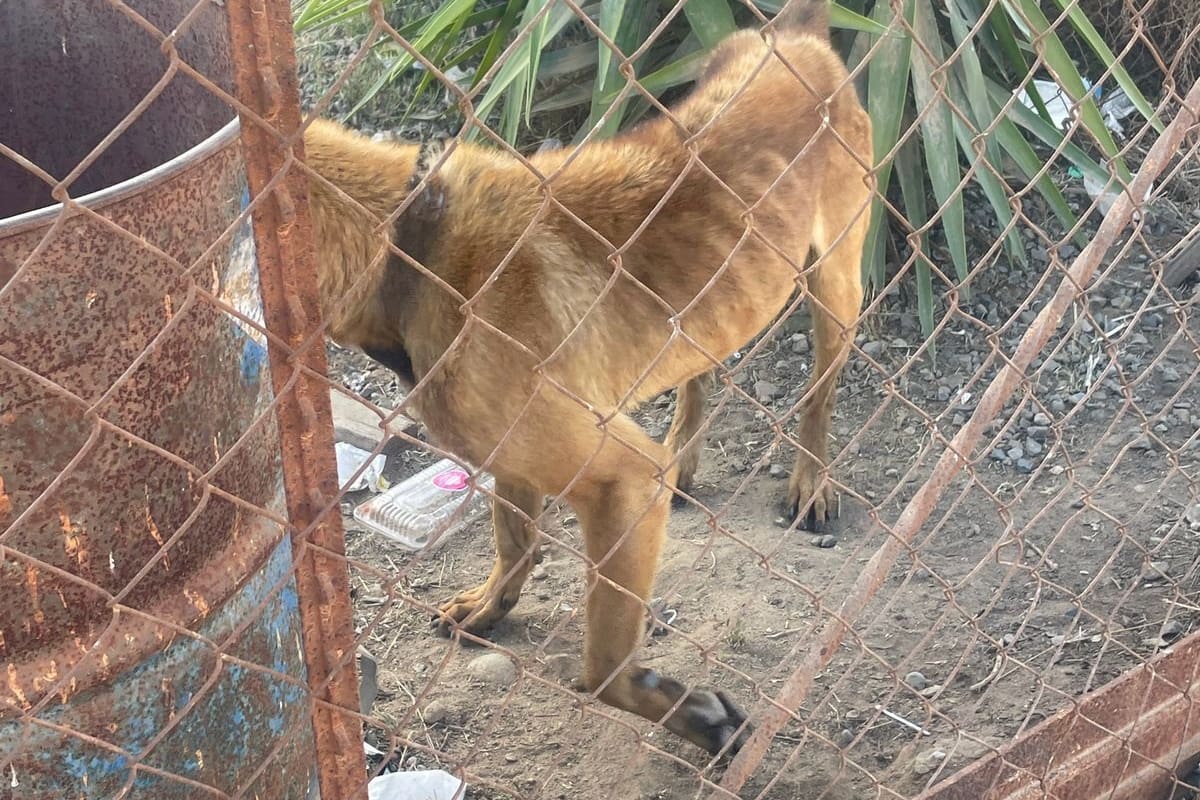 Más de 2 mil reportes relacionados con animales al C5