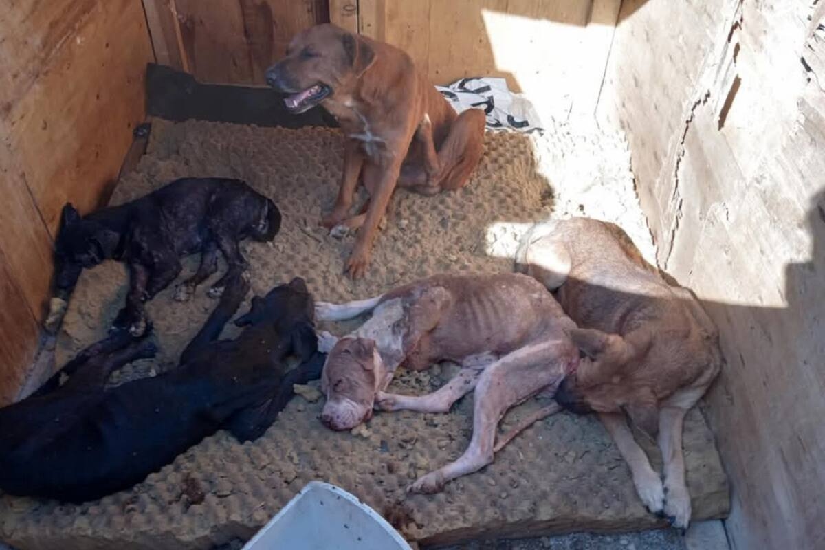 Abogados Animalistas piden registro de rescatistas para prevenir maltrato y abandono