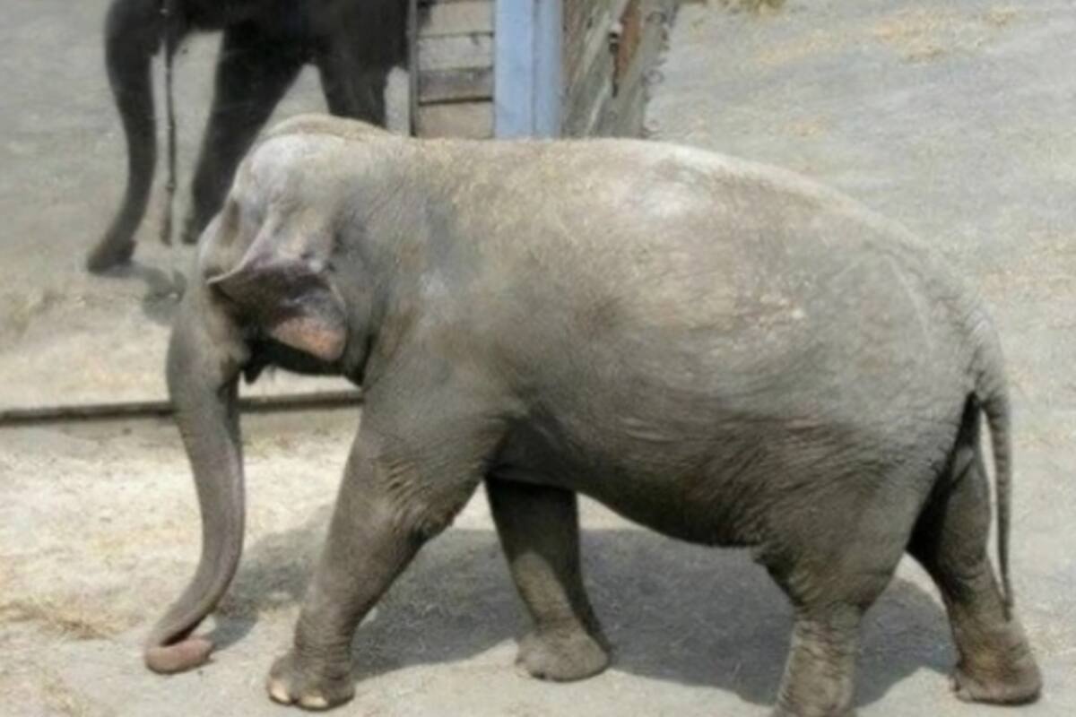 El caso de Happy, el elefante en cautiverio que fue llevado a Corte