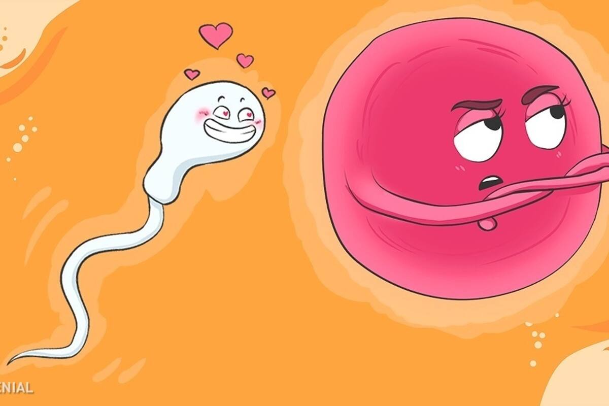 ¿Cómo es que el óvulo selecciona al espermatozoide?