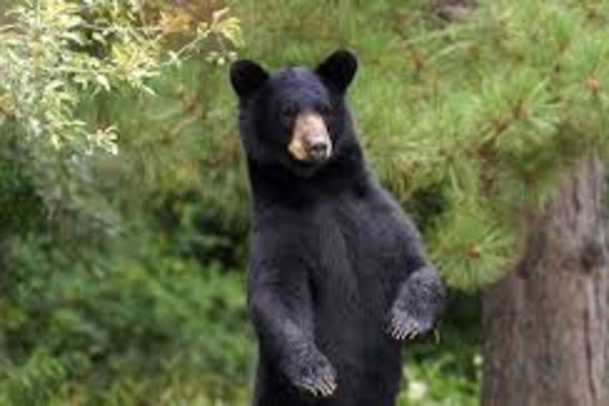 Oso negro se une al picnic de una familia