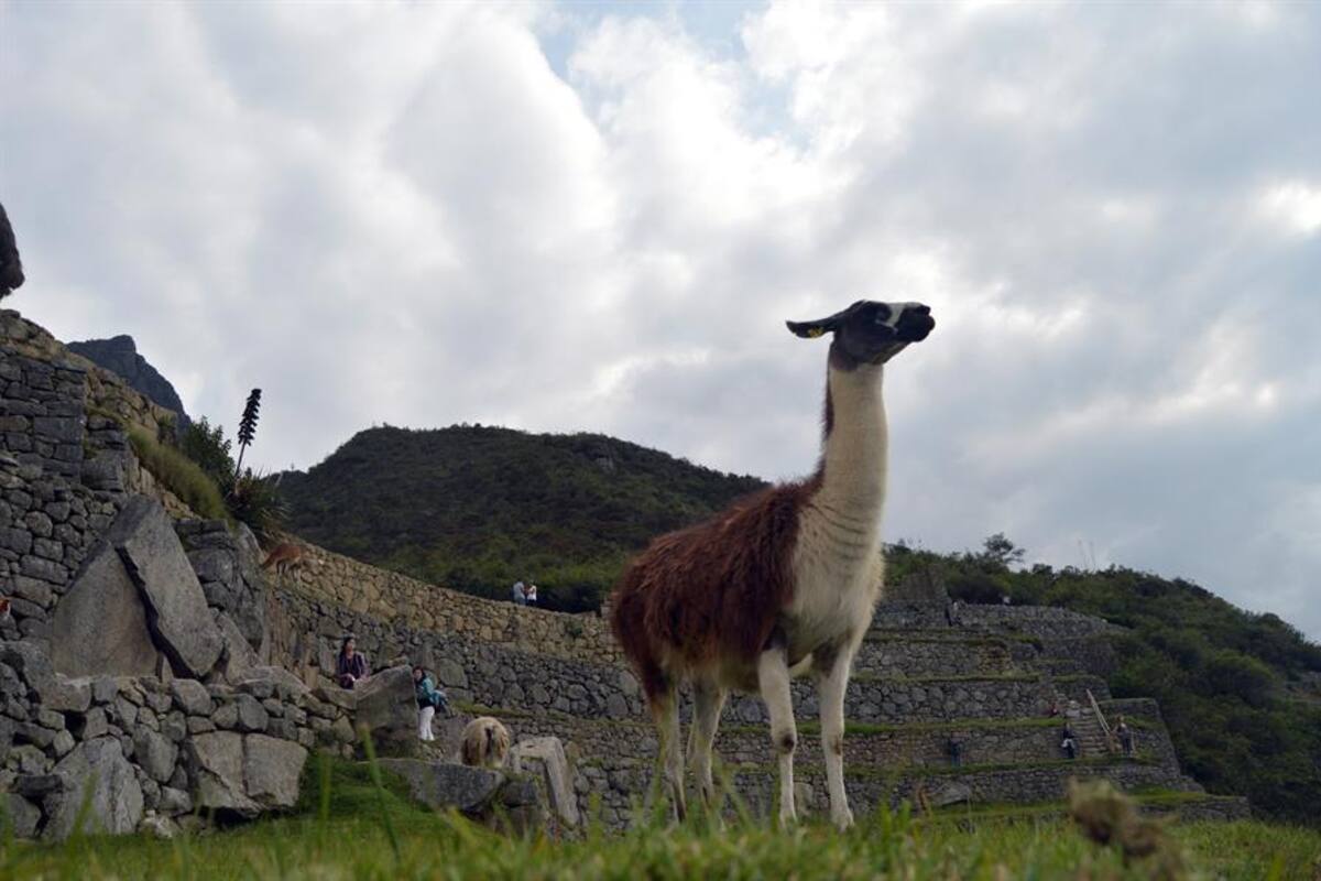 La llama, una esperanza contra el COVID-19 y la inseguridad alimentaria