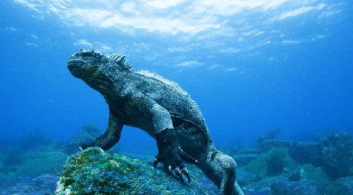 Tras trabajos de renovación, el museo abrirá nuevamente su atrio, el acceso por el árbol de higo, su teatro y gran parte de “Fósiles Misteriosos”. Foto: Cortesía
