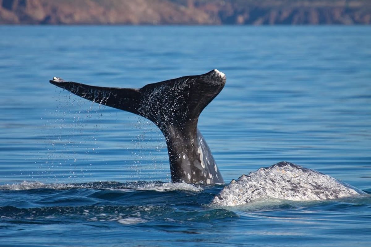 Inician viajes al avistamiento de la ballena gris