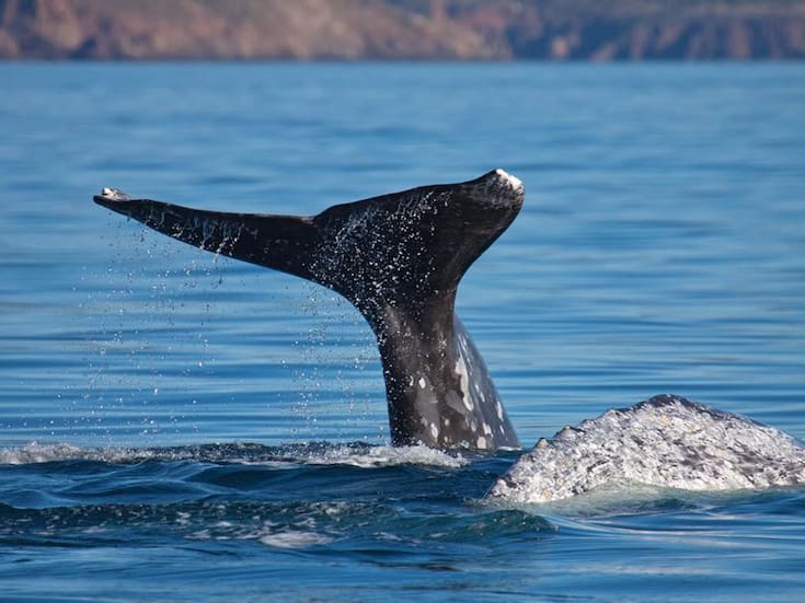 Inician viajes al avistamiento de la ballena gris