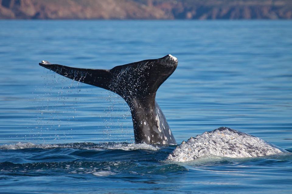 Inició la temporada de avistamiento de ballena gris en Ensenada, con recorridos turísticos autorizados hasta mayo de 2026. Foto: Cortesía