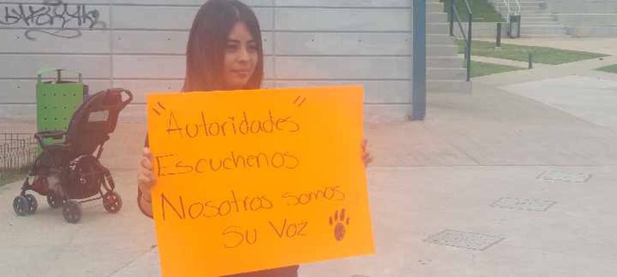 Actualmente hay 72 canes en un albergue ubicado en la colonia El Jibarito.