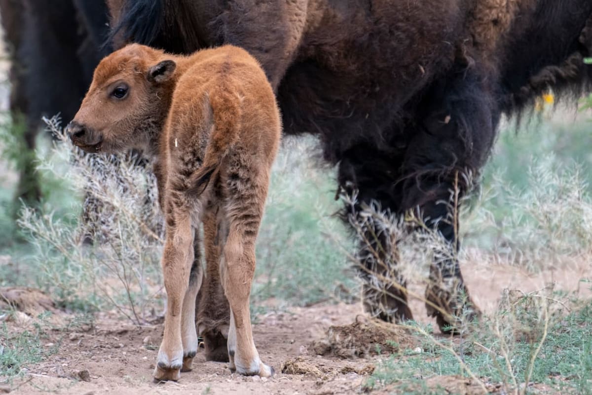Nace en Sonora el primer bisonte registrado en más de 200 años