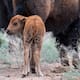 Nace en Sonora el primer bisonte registrado en más de 200 años