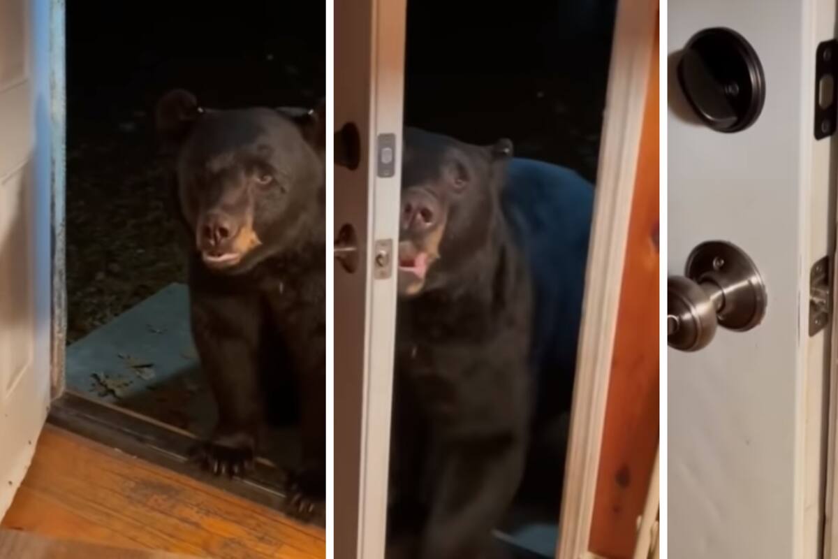 VIDEO: ¡Perdón! Oso cierra la puerta al ver que hay personas en la casa