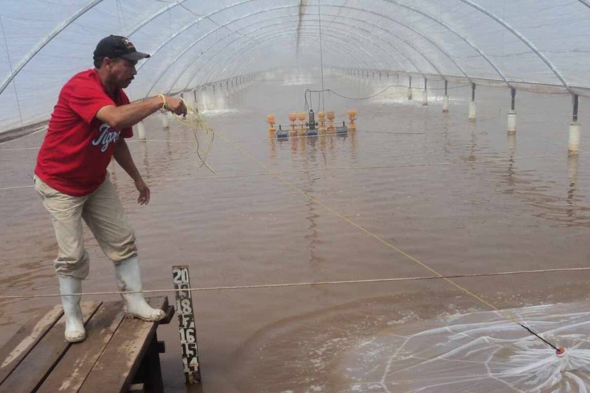 Avanza siembra de camarón en granjas en Sonora