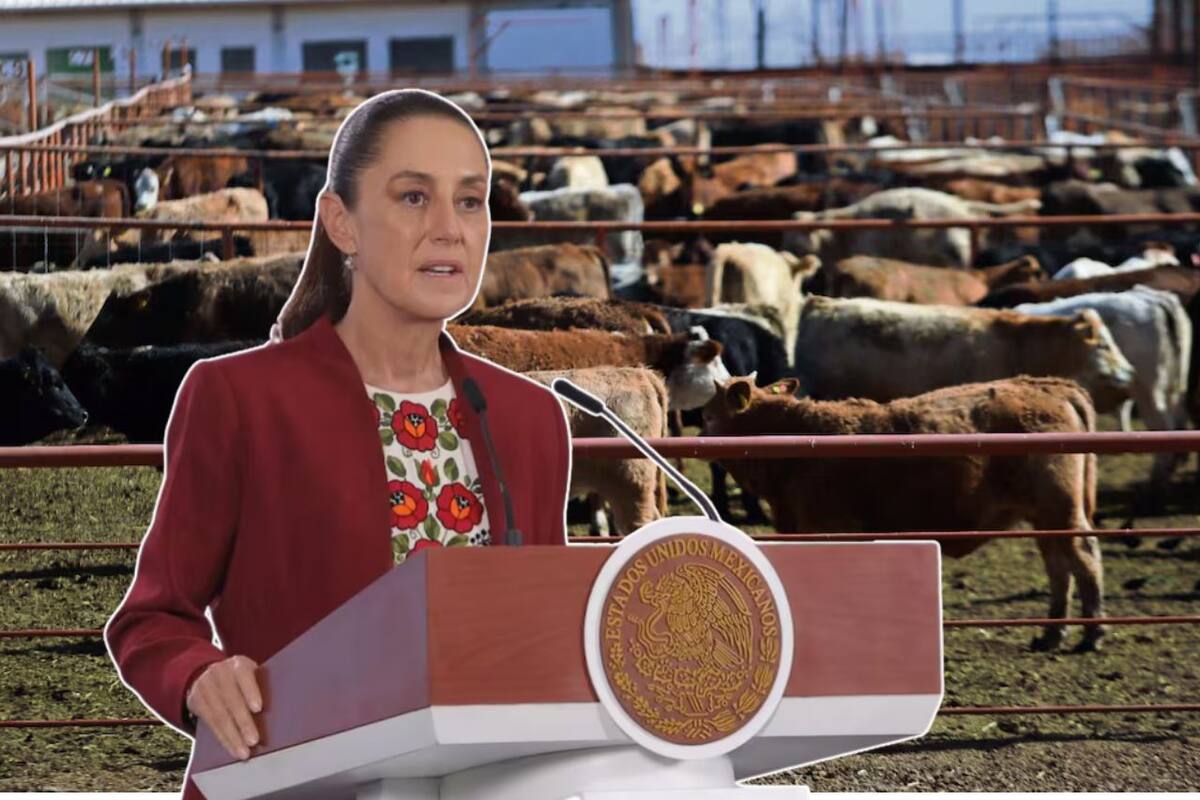 Pláticas con EEUU para abrir la frontera a importación de ganado mexicano “van muy avanzadas” y planta de mosca lista hasta junio: Sheinbaum
