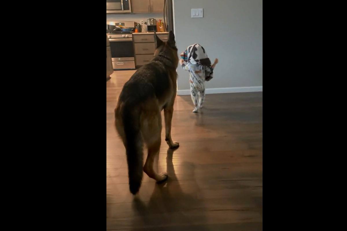 VIDEO TIKTOK: Bebé cuida al perro de su dueña y escena se vuelve viral