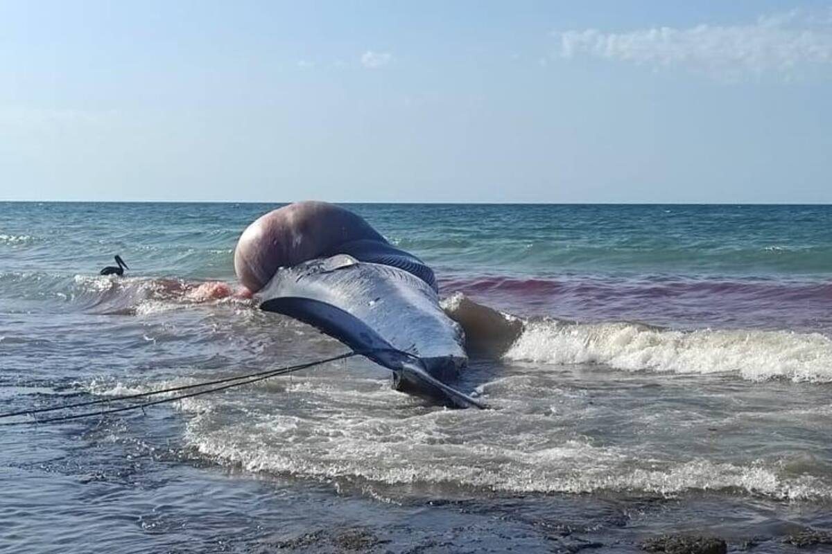 Analizarán la causa que originó la muerte de la ballena