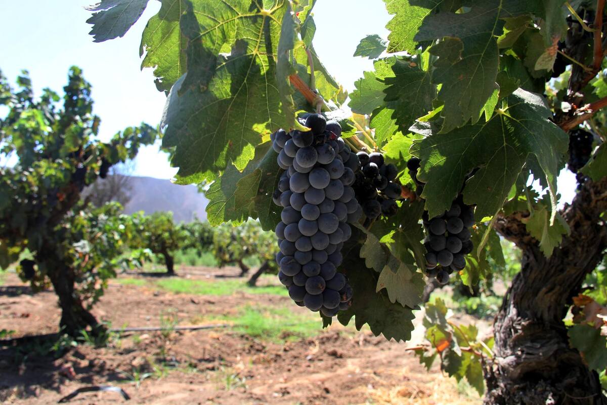 Laboratorio del Cevit ya está haciendo análisis para vinícolas