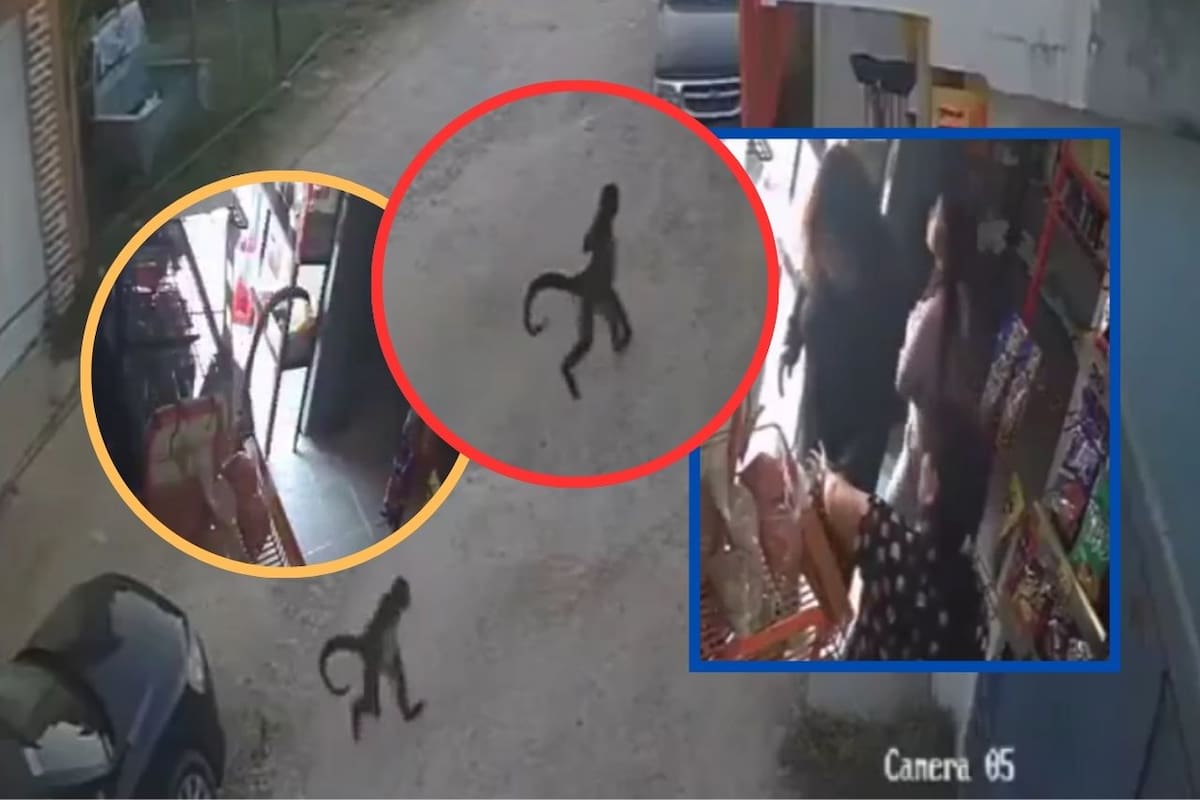 Video capta el momento en que mono araña escapa, ingresa a tienda y ataca a mujer en Comitán, Chiapas; incidente subraya los riesgos de tener fauna silvestre como mascota
